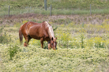 Red horse grazing in the field.