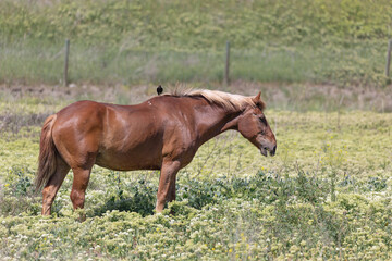 Fototapeta premium Red horse in the field. Red horse with black bird sitting on its back.
