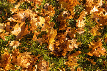 Green grass with a lot of damage and defects