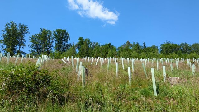 reforestation with tree seedlings with plastic tubes around stem growing in rows