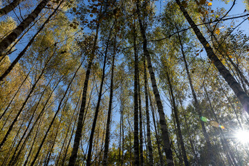 Autumn forest with a large number of birch trees