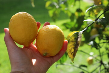 Fresh Yellow Lemon tree