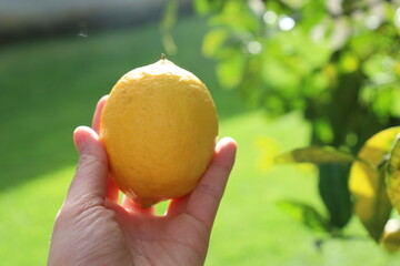 Fresh Yellow Lemon tree