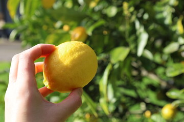 Fresh Yellow Lemon tree
