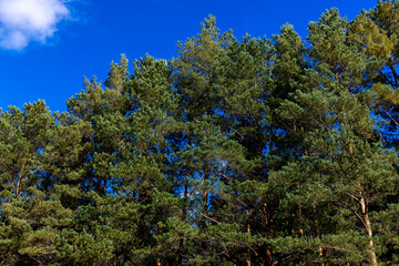 Coniferous pine tree with long needles