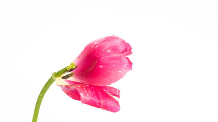 Naklejka premium Tulpe / weißer Hintergrund