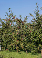 Fototapeta na wymiar Apple harvest in the apple orchard