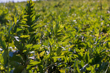 Agricultural field with green beans