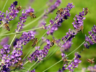 honey bees, Apis mellifera, collecting pollen and nectar from violet lavender flower, detailed close up of pollinating bees on blooming purple summer flower