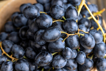 Blue grapes grown in a home vineyard