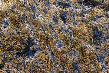 dry grass covered with snow after winter snowfalls