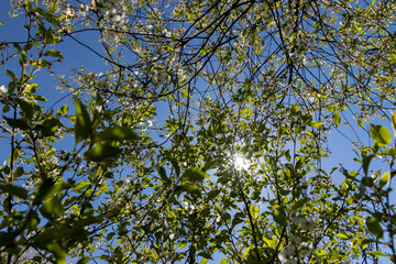 the first foliage on a cherry blossoming with white flowers in spring