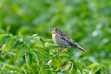 buntingon a branch