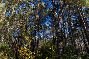 Coniferous pine tree with long needles