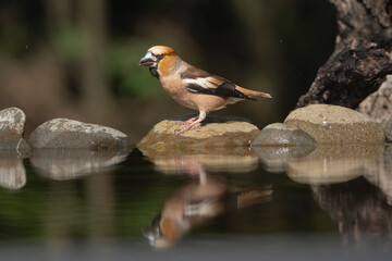 Hawfinch - Coccothraustes coccothraustes on stone with reflection on water at dark background. Photo from Kisújszállás in Hungary.