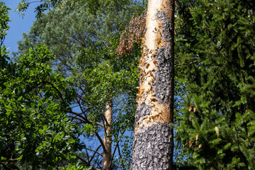 Fototapeta premium Tall pine tree in summer