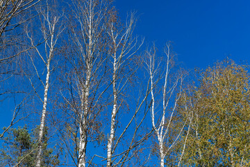 Fototapeta na wymiar Birch grove with tall birch trees in autumn