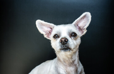 Kleiner weißer Hund