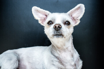 Kleiner weißer Hund