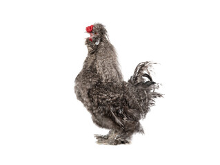 gray cockerel isolated on white background