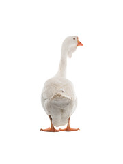 white goose isolated on white background