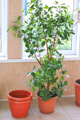 Transplanting ficus into large bucket. Ficus is in pot indoors. Indoor plant. background.