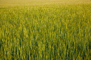 Agricultural field with a large number of green cereals