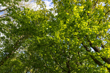 green foliage of maple trees in the spring season