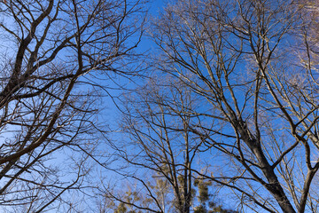leafless trees in early spring in sunny weather