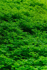 green leaves background