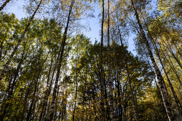 Fototapeta premium Birch forest with trees with yellow and green foliage