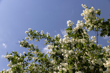 blooming white flowers jasmine bush in the spring season