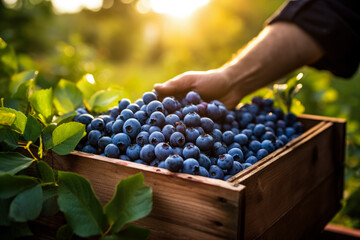 Hands holding a crate with harvested blueberries