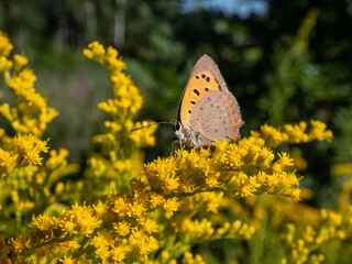 The small or common copper (Lycaena phlaeas) with closed wings from the side on a yellow flower in summer