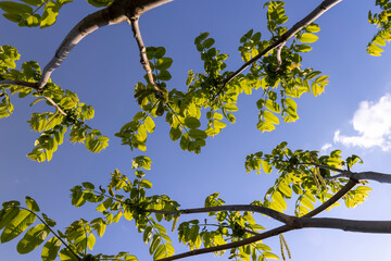 green foliage and walnut flowers during flowering, close-up