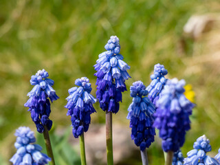 Close-up shot of the Muscari pseudomuscari flowering with long, bell-shaped flowers in the garden
