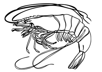 illustration of a lobster