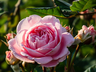 Close-up shot of the floribunda rose Rosengräfin Marie Henriette flowering with amazing, medium pink flowers in the garden in sunlight