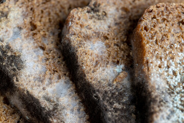 Black rye bread covered with black mold