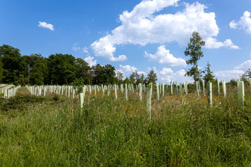 Fototapeta na wymiar reforestation with tree seedlings with plastic tubes around stem growing in rows