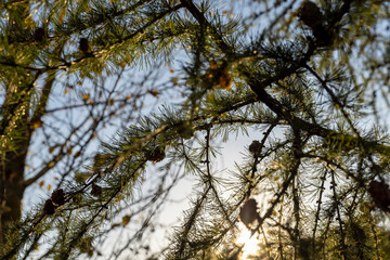 Spruce branches with green needles in sunny weather
