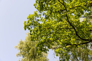 tall trees in the summer