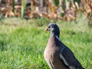 The common wood pigeon or woodpigeon (Columba palumbus) - grey with the white on its neck and wing and green and white patches on neck, and a pink patch on chest