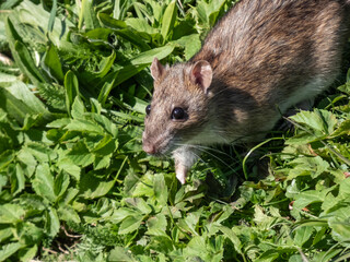 Common rat (Rattus norvegicus) with dark grey and brown fur walking in green grass in bright sunlight