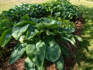 Plantain Lily (Hosta) 'Empress Wu' is the largest hosta forms impressive, upright mound of thick,...