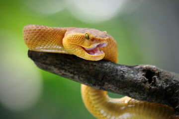 yellow viper on a branch