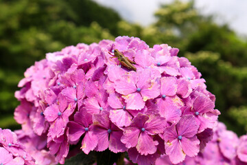 初夏に咲く色鮮やかな満開の紫陽花とバッタ