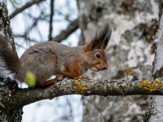 Close-up shot of the Red Squirrel (Sciurus vulgaris) sitting on a branch in forest