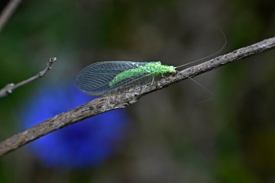 Lacewing // Florfliege (Chrysopa cf. perla)