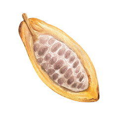 Watercolor illustration of cut cocoa fruit filled with cocoa seeds. Isolated hand drawn illustration. Suitable for packaging design, menu